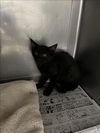 adoptable Cat in Chatsworth, CA named A2209561