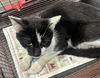 adoptable Cat in Chatsworth, CA named RICKY