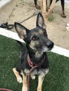 adoptable Dog in Chatsworth, CA named LUNA