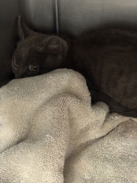 adoptable Cat in Chatsworth, CA named XENA