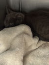adoptable Cat in Chatsworth, CA named XENA
