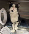 adoptable Cat in Chatsworth, CA named DILL