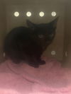 adoptable Cat in Chatsworth, CA named ZENA