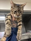 adoptable Cat in Chatsworth, CA named BLISS