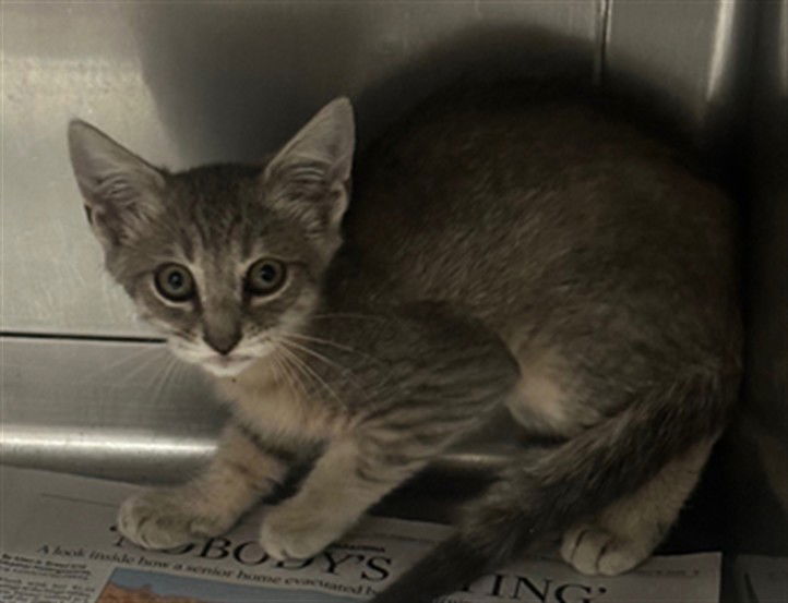 adoptable Cat in Chatsworth, CA named SILVER