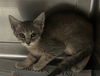adoptable Cat in Chatsworth, CA named SILVER