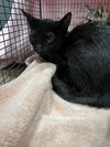 adoptable Cat in Chatsworth, CA named RAY