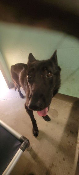 adoptable Dog in Chatsworth, CA named PORTER