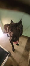 adoptable Dog in Chatsworth, CA named PORTER