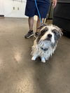 adoptable Dog in Chatsworth, CA named FRITO
