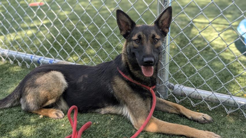 adoptable Dog in Chatsworth, CA named PRINCESS