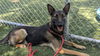 adoptable Dog in Chatsworth, CA named PRINCESS