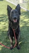 adoptable Dog in Chatsworth, CA named CHARMING