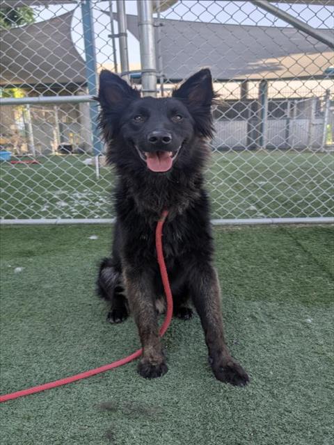 adoptable Dog in Chatsworth, CA named CHARMING