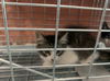 adoptable Cat in Chatsworth, CA named FLIPPER