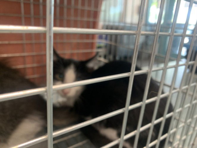 adoptable Cat in Chatsworth, CA named BOUNCE