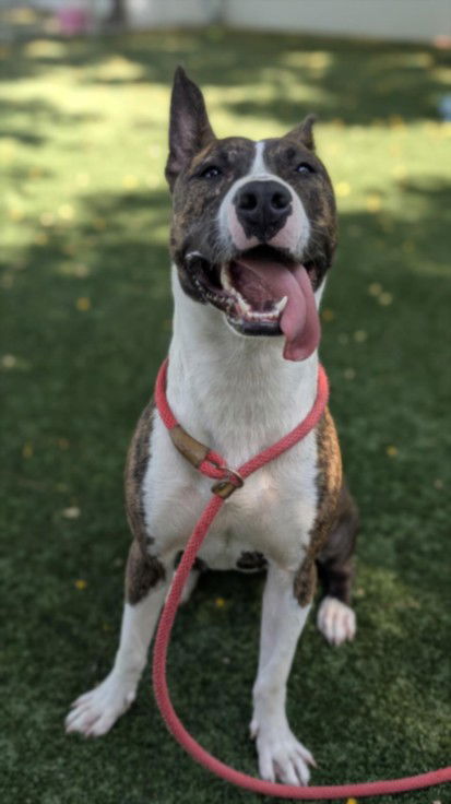 adoptable Dog in Chatsworth, CA named GIDGET