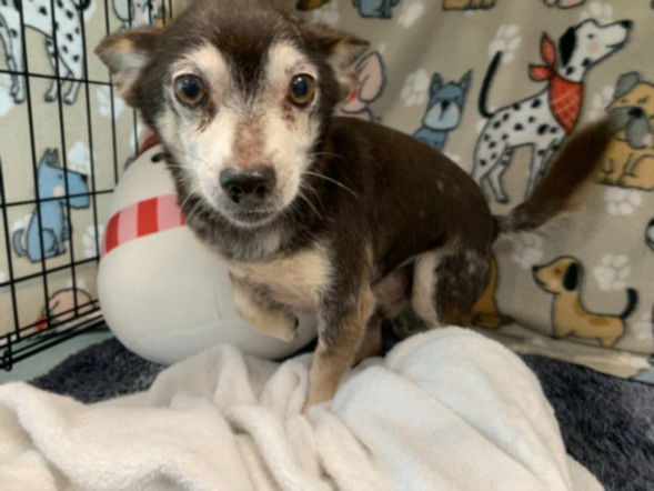 adoptable Dog in Chatsworth, CA named BOOMER