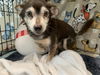 adoptable Dog in  named BOOMER
