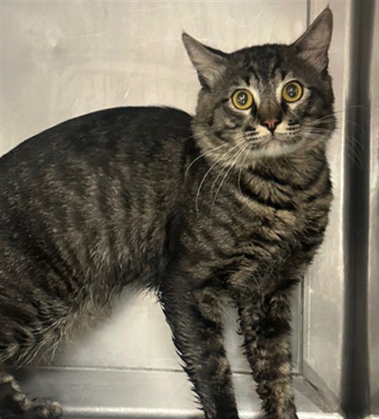 adoptable Cat in Chatsworth, CA named LANCE
