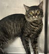 adoptable Cat in  named LANCE