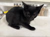 adoptable Cat in  named TOAST