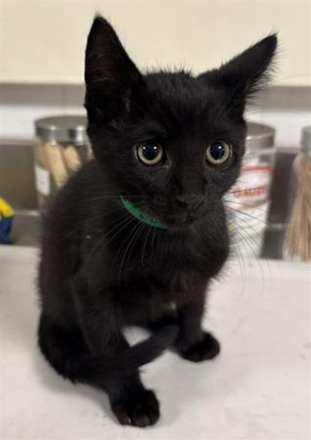adoptable Cat in Chatsworth, CA named CRISSANT