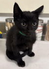 adoptable Cat in  named CRISSANT