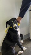 adoptable Dog in  named BELLA