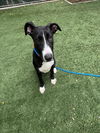 adoptable Dog in  named BELLA