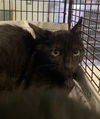 adoptable Cat in  named KNACK