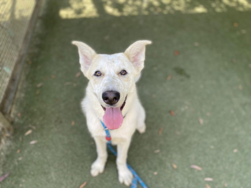 adoptable Dog in Chatsworth, CA named LADY BOLT