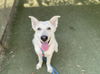 adoptable Dog in  named LADY BOLT