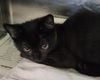 adoptable Cat in  named FERN