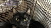 adoptable Cat in  named A2209473