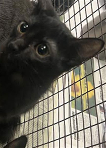 adoptable Cat in Chatsworth, CA named FRANCIS