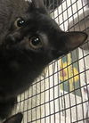 adoptable Cat in  named FRANCIS