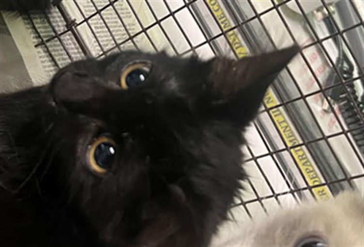 adoptable Cat in Chatsworth, CA named FRANKIE