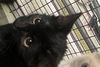 adoptable Cat in  named FRANKIE