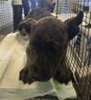 adoptable Dog in  named A2210020