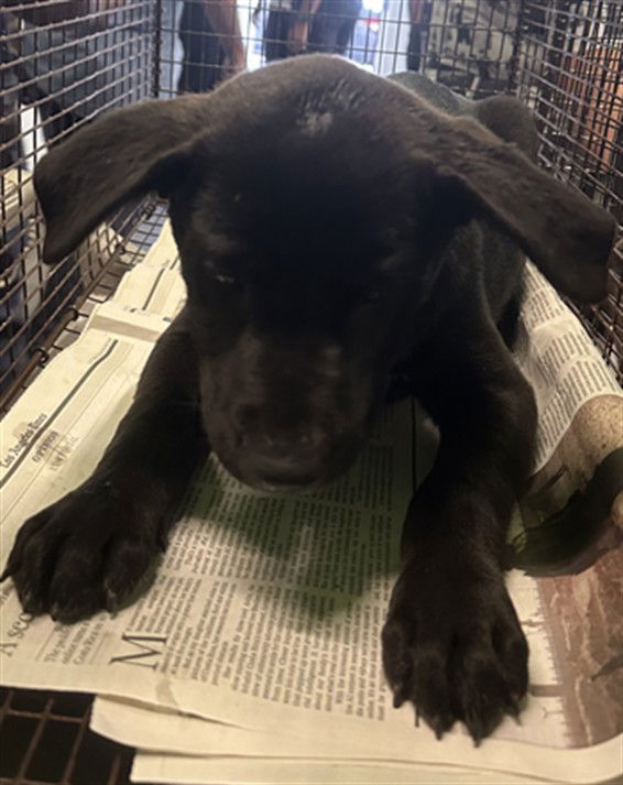 adoptable Dog in Chatsworth, CA named A2210024