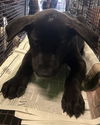 adoptable Dog in  named A2210024