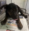 adoptable Dog in  named A2210027