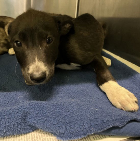adoptable Dog in Chatsworth, CA named DECCO