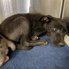 adoptable Dog in  named FRANKIE