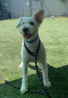 adoptable Dog in  named BILLY