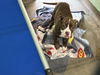 adoptable Dog in  named JACKIE