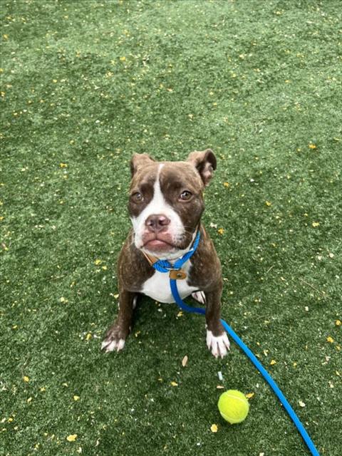 adoptable Dog in Chatsworth, CA named JACKIE