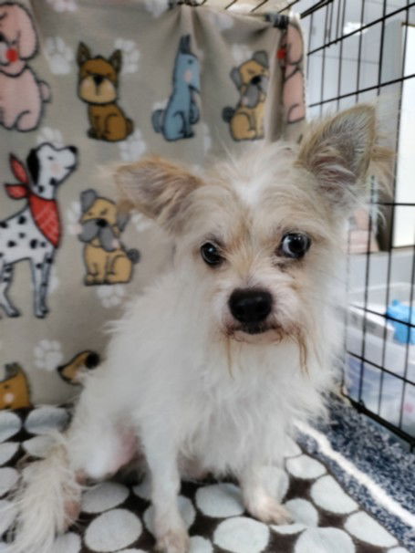 adoptable Dog in Chatsworth, CA named MOSE