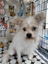 adoptable Dog in  named MOSE